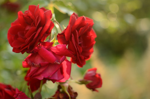 849606 (a): :2560x1695